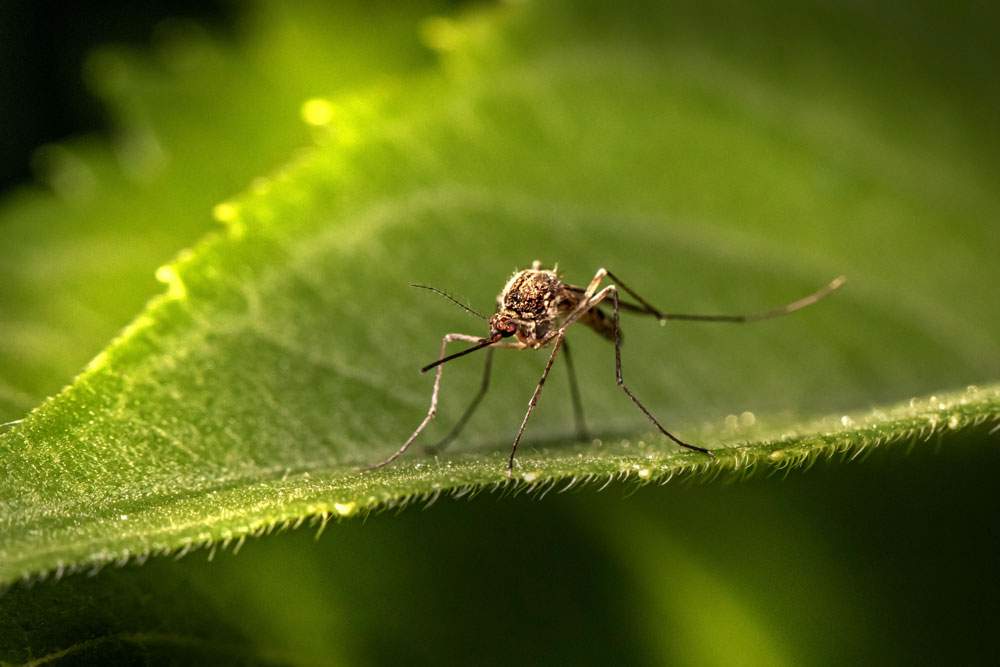 Why Spring Rain Can Lead to More Mosquito Problems
