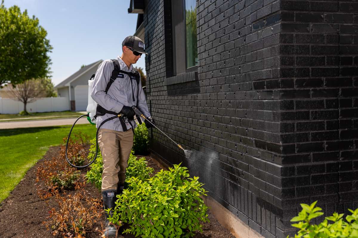 Why DIY Pest Control Only Works Short-Term