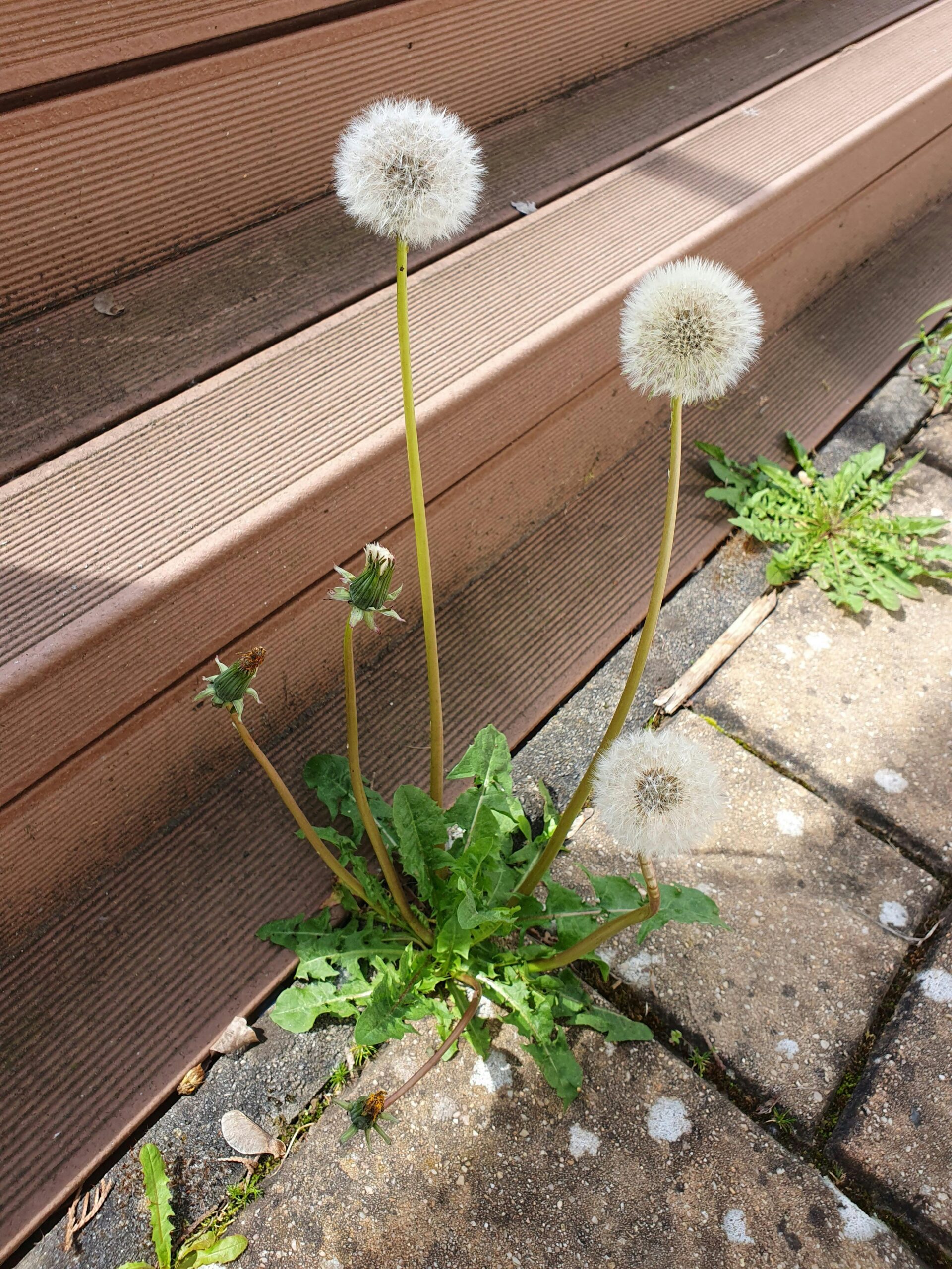 Why You Keep Seeing Weeds in Between Your Pavers 