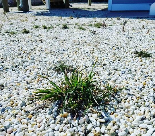 Do Weeds Die in the Fall or Keep Growing? 